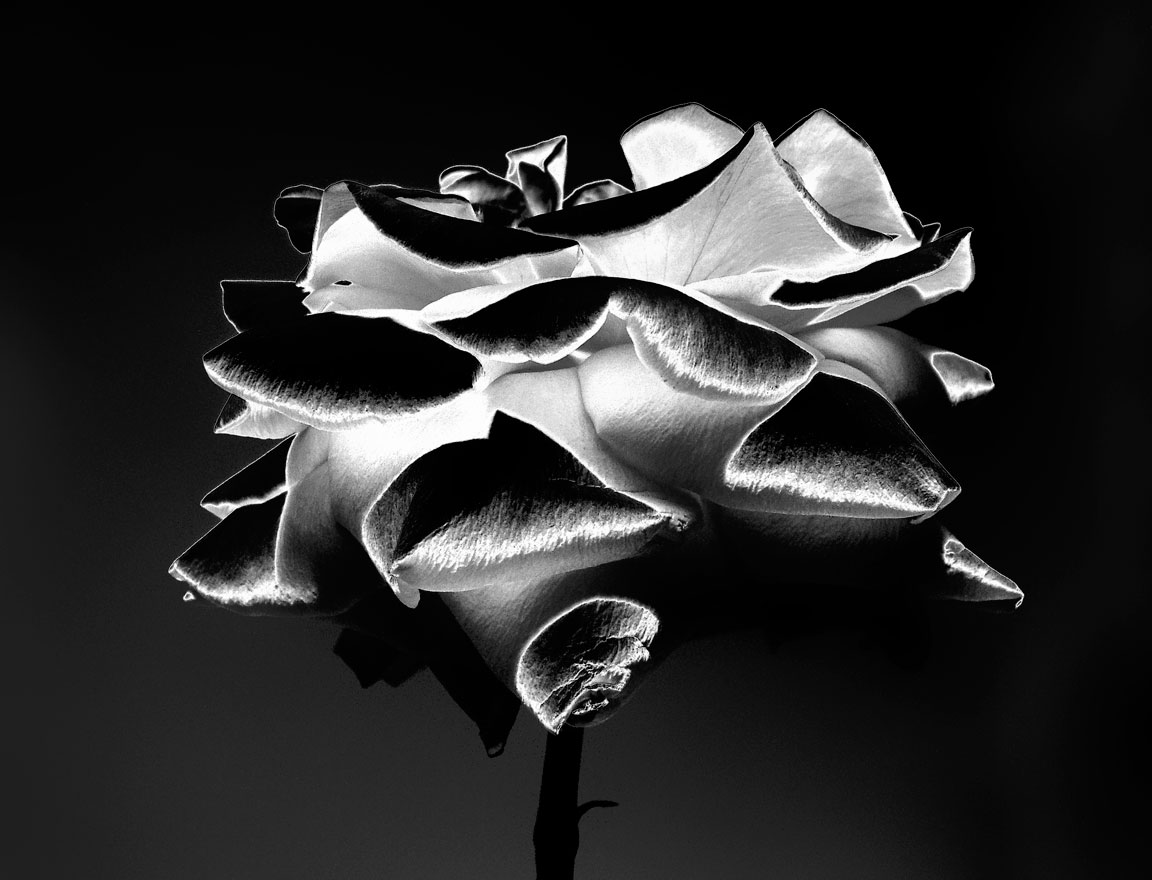Queen Noir