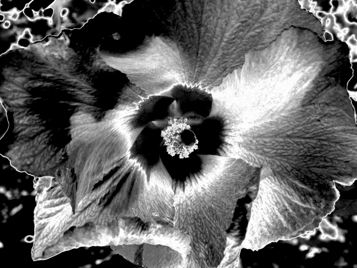 Rose Sharon