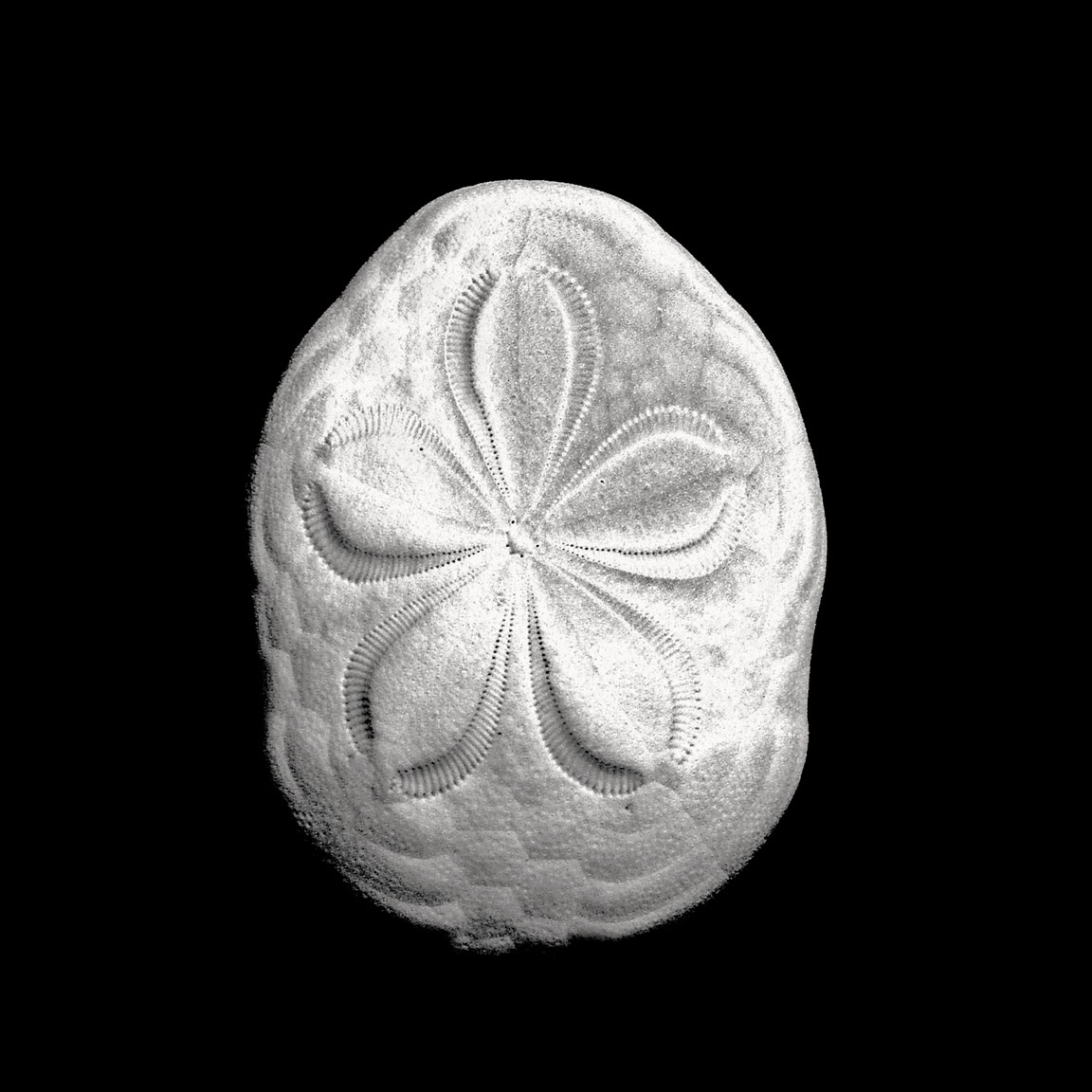 Natural Sea Biscuit