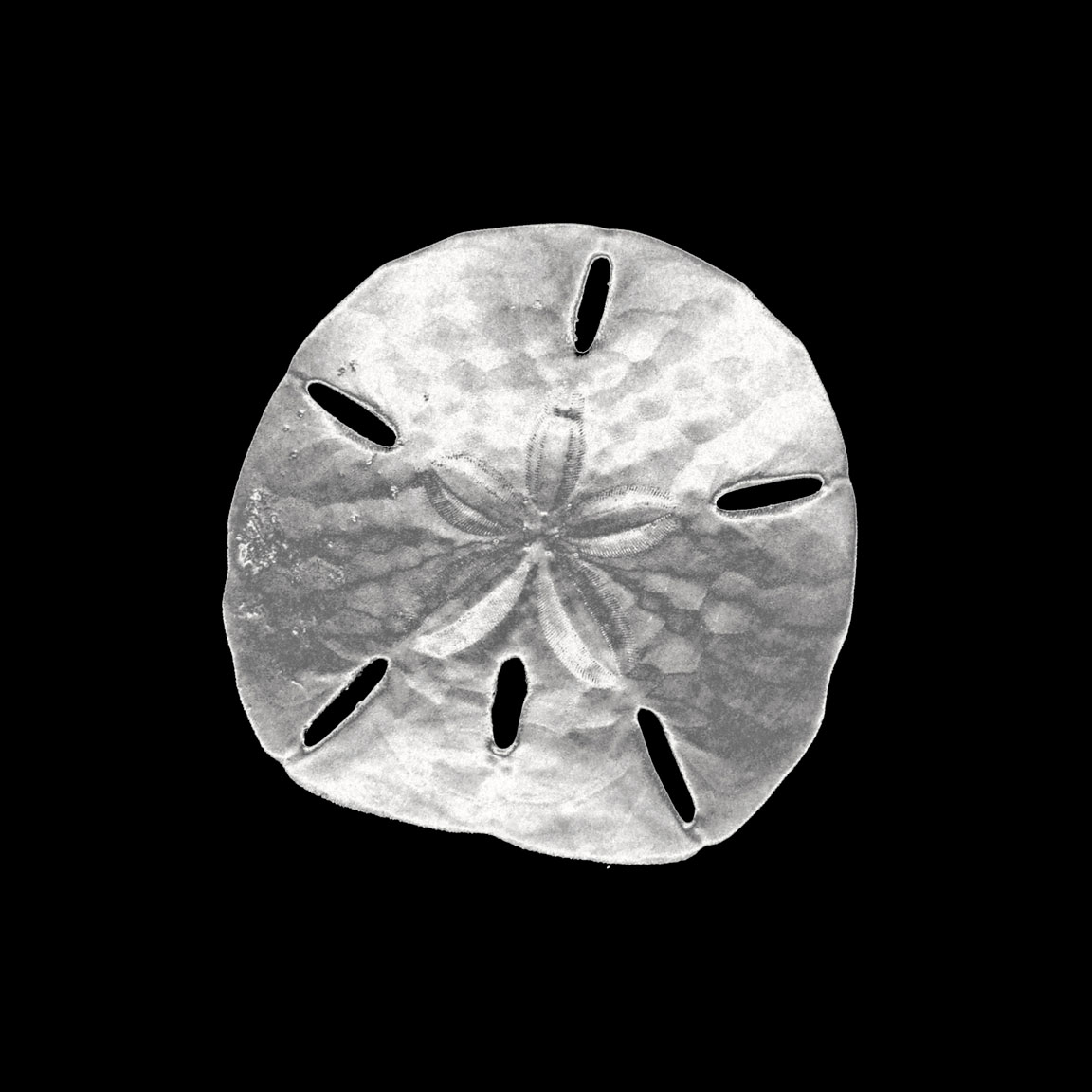 Sand Dollar