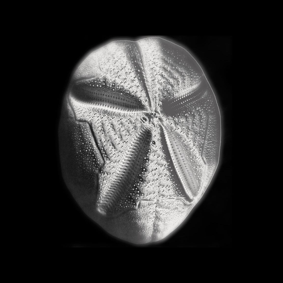 Sea Biscuit