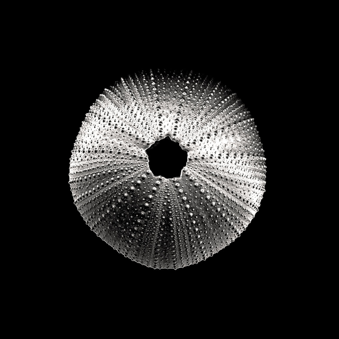 Sea Urchin