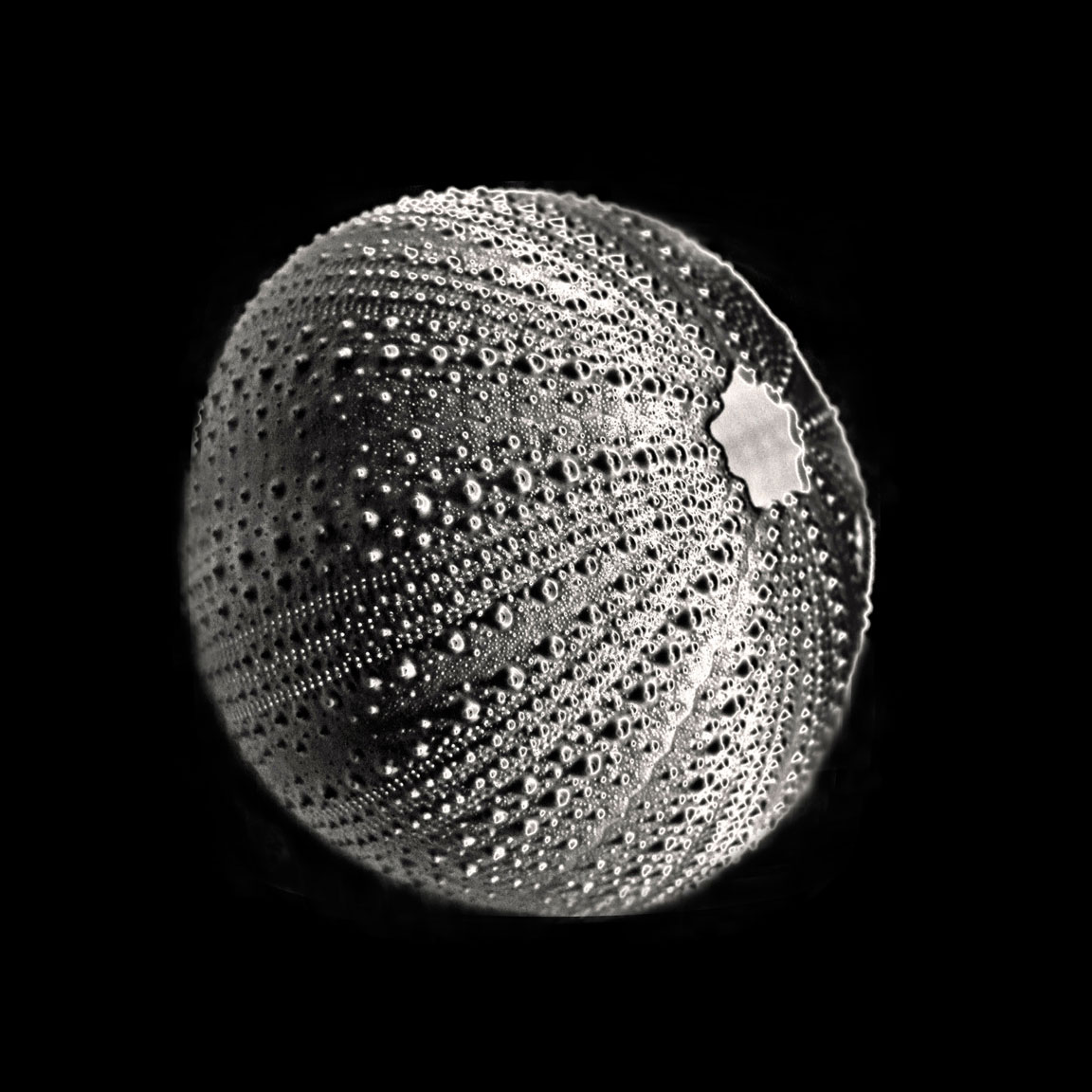 Sea Urchin 2